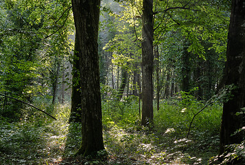 Image showing Misty morning deciduous tree stand