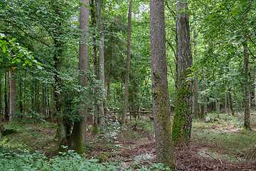 Image showing Summertime deciduous stand with old alder trees