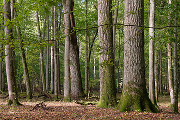 Image showing Group of old oaks in autumn