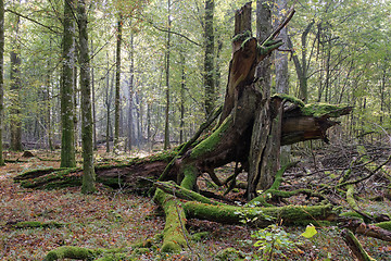 Image showing Oak tree broken trunk lying