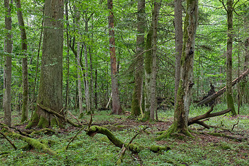 Image showing Springtime deciduous stand with old oaks