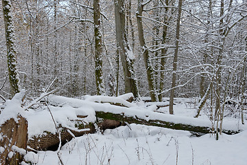 Image showing Wintertime landscape of snowy deciduous stand