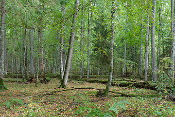 Image showing Autumnal deciduous stand with european hornbeam