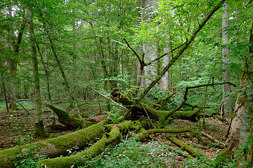 Image showing Broken old ash tree and old english oaks