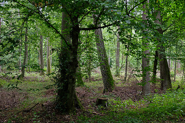 Image showing Springtime deciduous stand with old alder trees