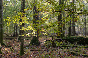 Image showing Deciduous tree stand in morning