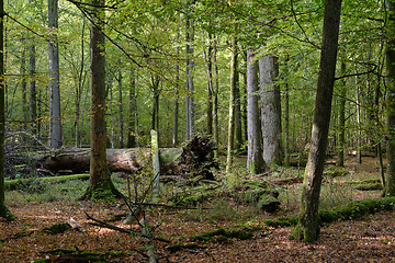 Image showing Broken trees in autumn