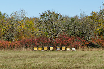 Image showing Yellow beehives in a forest glade