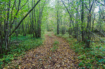 Image showing Footpath with fall colored leaves through a bright green forest