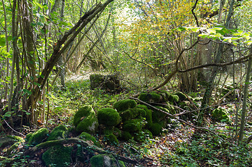 Image showing Old moss covered dry stone wall in a forest