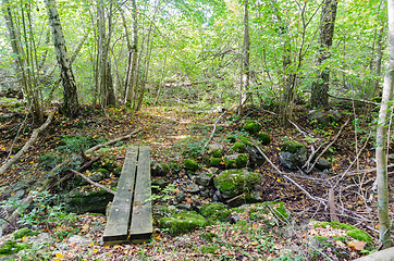 Image showing Wooden footbridge by a trail in a deciduous forest