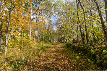 Image showing Beautiful trail in golden fall colors in a deciduous forest