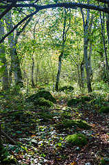 Image showing Bright deciduous forest with mossy rocks on the ground
