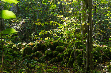 Image showing Mossy old dry stone wall in a lush forest