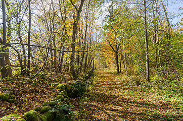 Image showing Bright footpath with fall colors in a deciduous forest