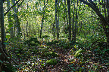 Image showing Moss covered stones in a lush green forest