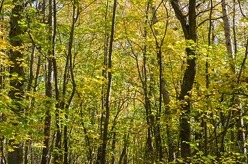 Image showing Fall season colors in a deciduous forest