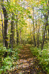 Image showing Beautiful footpath through a forest in fall colors