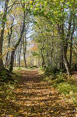 Image showing Trail through a bright deciduous forest by fall season