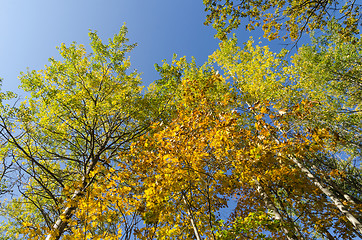 Image showing Colorful tree tops by fall season