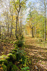 Image showing Fall colored trail along an old dry stone wall