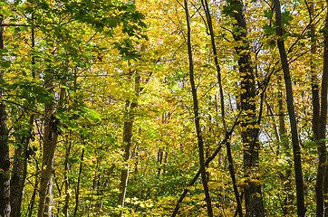 Image showing Golden colors in a forest by fall season