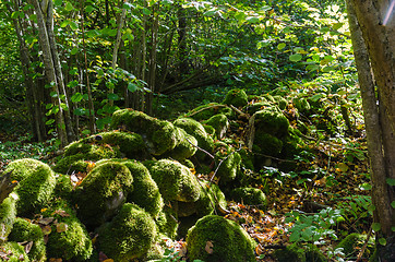 Image showing Moss covered old dry stone wall in a green forest