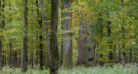 Image showing Group of old oaks in autumn