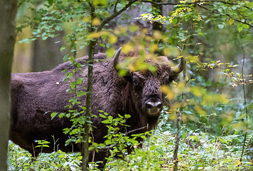 Image showing European bison(Bison bonasus) bull