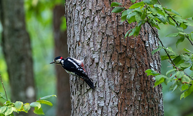 Image showing Great spotted woodpecker (Dendrocopos major) male