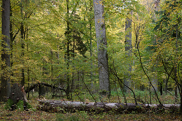 Image showing Group of old oaks in autumn