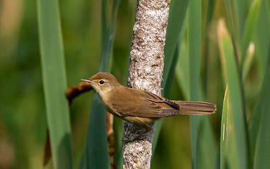 Image showing Eurasian Reed Warbler(Acrocephalus scirpaceus) close up