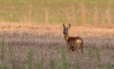 Image showing Roe Deer(Capreolus capreolus) female looking back
