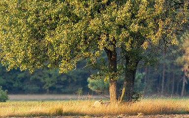 Image showing Old pear tree in autumn