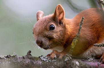 Image showing Eurasian Red Squirrel sitting on branch in summer