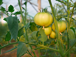 Image showing Green Big Tomatoes