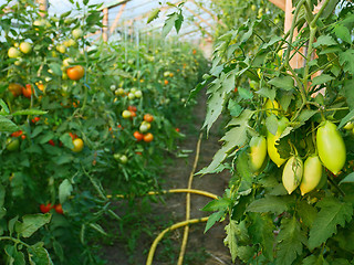 Image showing Many Tomatoes in Film Wooden Greenhouse