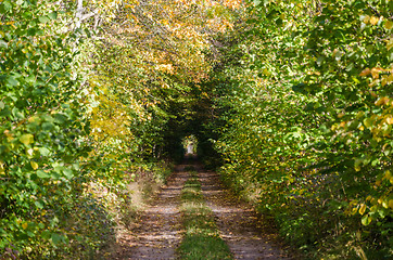 Image showing Light in the tunnel on a fall colored dirt road