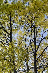 Image showing Yellow colored leaves in a big ash tree