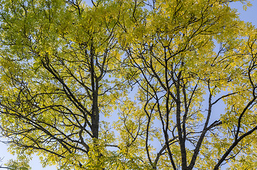 Image showing Colorful ash tree by fall season