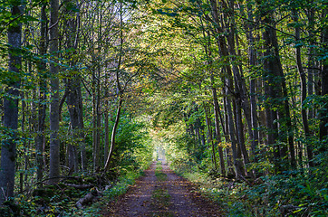 Image showing Fall colors in a deciduous forest with a country road in a porta