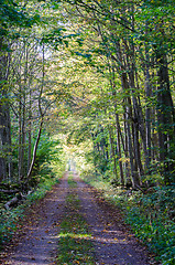 Image showing Dirt road through a fall colored forest