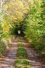 Image showing Fall colors by a dirt road with light in the tunnel