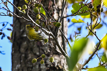 Image showing Siskin feeding alder tree cones