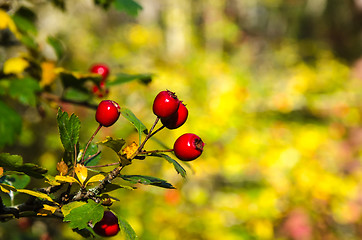 Image showing Ripe Hawthorn berries on a twig