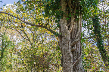 Image showing Climbing big Ivy plant