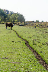 Image showing Cow by a cowpath in a green pastureland