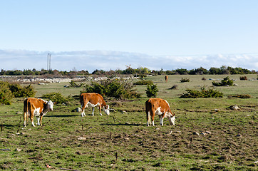 Image showing Cattle in a sunlit green grassland