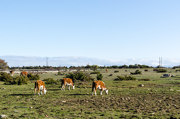 Image showing Sunlit young cows in a pastureland