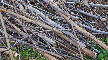 Image showing Twigs texture as a background